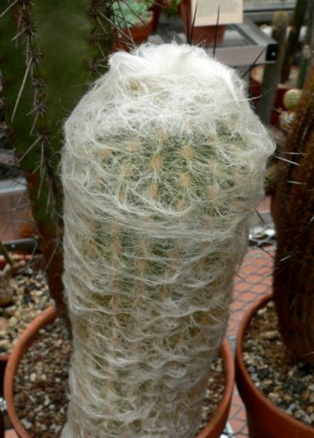 Espostoa_lanata